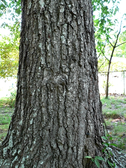 {Quercus falcata}